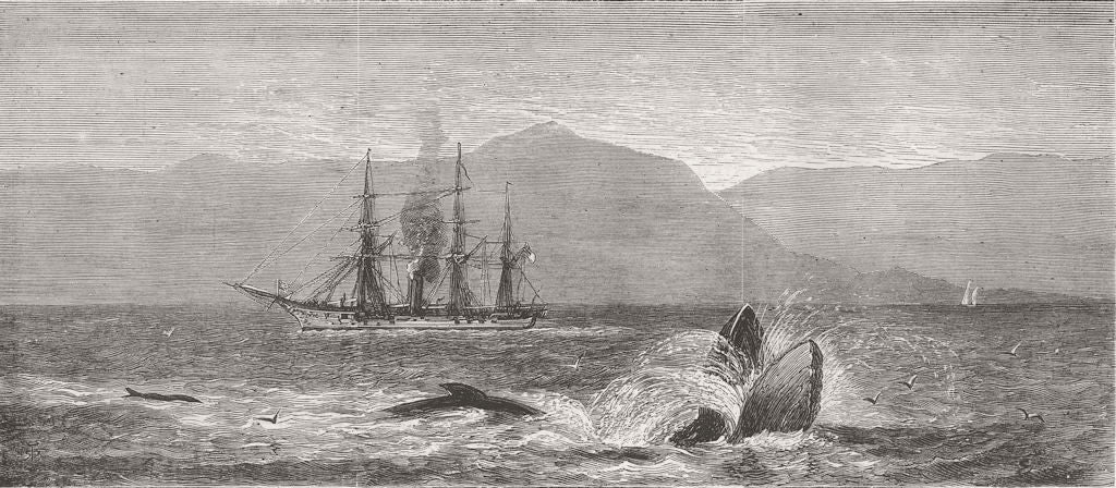 WHALES. Another Marine Monster! 1879 old antique vintage print picture